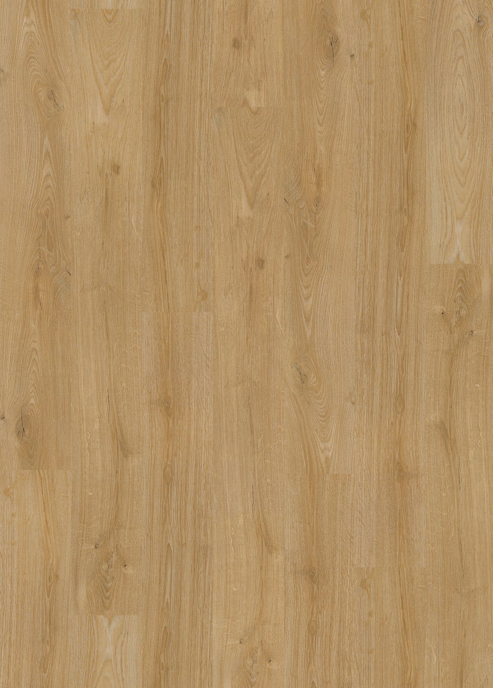 Sunset Oak